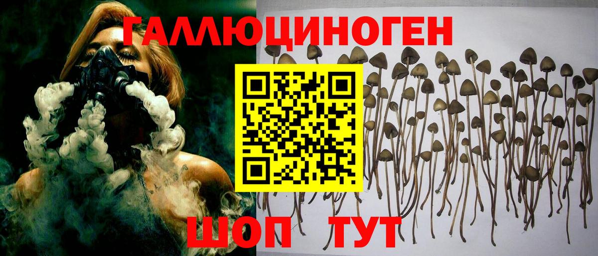 Псилоцибиновые грибы Psilocybe Бирск